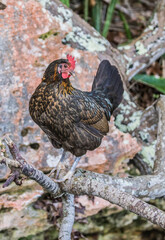 feral chicken rooster chicks