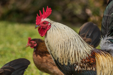feral chicken rooster chicks