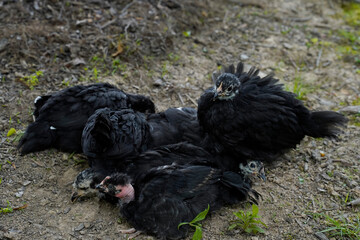 Young Australorp chickens taking a dust bath. 