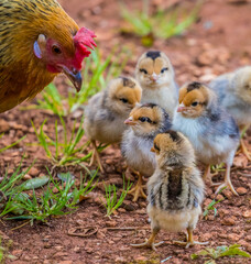 feral chicken rooster chicks