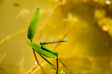 Tule Bluet (Enallagma Carunculatum) Species of Damselfly  found in North America Flying On a Green Leaf with Warm Yellow Background