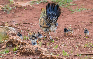 feral chicken rooster chicks