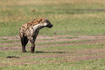 Naklejka na ściany i meble Hyena, Masai Mara