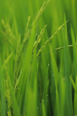 grass in the wind