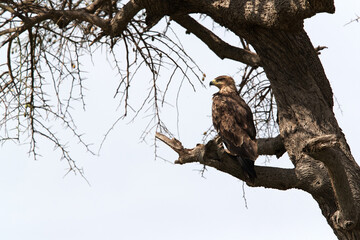 Tawny eagle on a tree