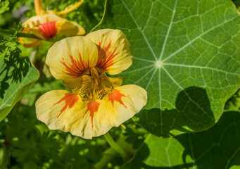 yellow orange wildflower