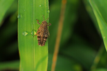 Fototapeta premium spider on a leaf