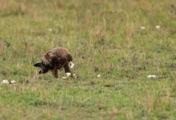 Tawny eagle picked up a wild flower, Masai Mara