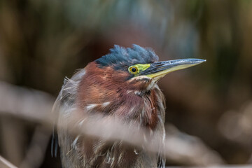 green heron fishing 