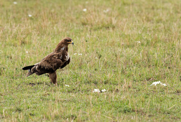Tawny eagle looking to the wild flower, Masai Mara