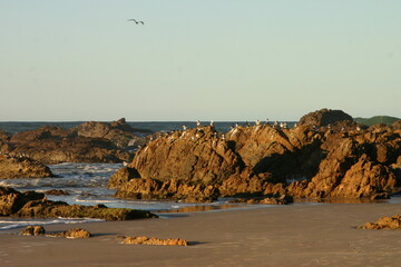 Seagulls, birds, on the ocean waves sunset on rocks, sky blue, vintage gold.