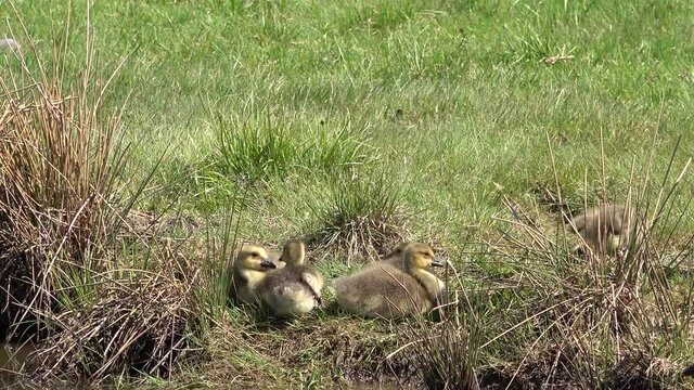Baby Canada Goose Gosling Bird