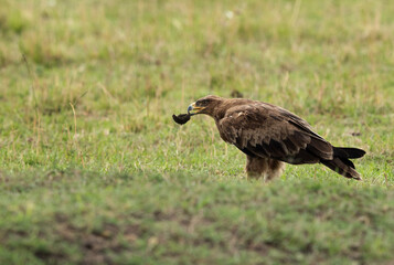 Tawny eagle picking up a dung from the ground, Masai Mara