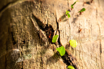 Leafcutter Ants (Atta colombica) Close up of Several Individuals Carying Leaves Up a Tree Trunk
