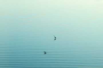 seagulls on the water
