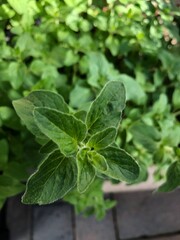 fresh oregano leaves close up