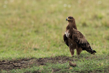 Tawny eagle in upright pose, Masai Mara