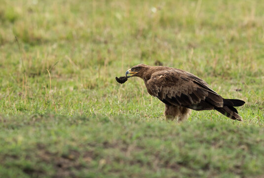 Tawny Eagle Picking Up A Dung From The Ground, Masai Mara