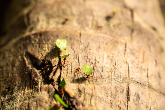 Leafcutter Ants (Atta colombica) Close up of Several Individuals Carying Leaves Up a Tree Trunk