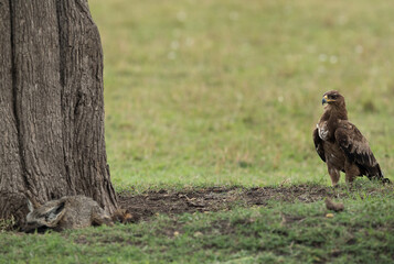 Tawny eagle seeing a Bat-eared Fox, Masai Mara