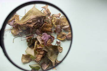 Dry leaves of a flower on a light background through a magnifying glass. Herbarium.