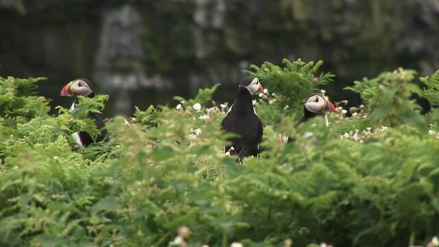 Puffin cute sea birds on a cliff on the coast of England UK