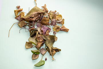 Dry flower leaves on a light background. Herbarium.