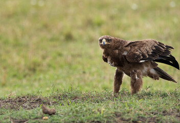 Tawny eagle at Masai Mara