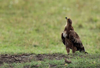 Tawny eagle looking up, Masai Mara