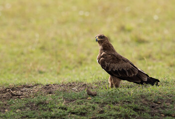 The tawny eagle