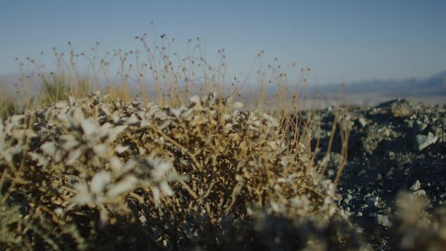 Desert focal pull shot on RED Helium 8K 60fps with a 18mm lens in RED Gamma 2.2