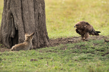 Tawny eagle moving towards a Bat-eared Fox, Masai Mara