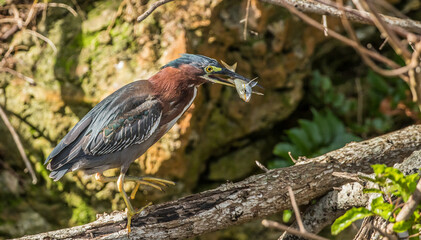 green heron fishing