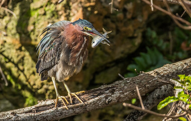 green heron fishing