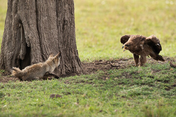 Tawny eagle and a Bat-eared Fox face to face, Masai Mara