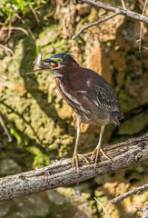 green heron fishing
