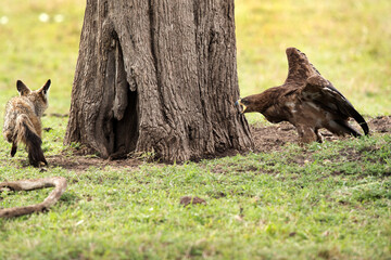 Tawny eagle charging a Bat-eared Fox, Masai Mara