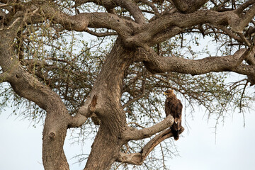 Fototapeta na wymiar Tawny eagle on a tree, Masai Mara