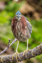 green heron fishing