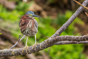 Naklejka premium green heron fishing