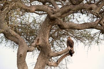 Fototapeta na wymiar Tawny eagle perched on a tree, Masai Mara
