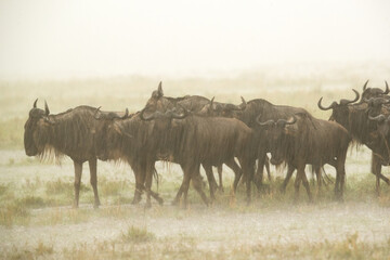 Wildebeests in heavy rain, Masai Mara