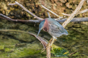 green heron fishing