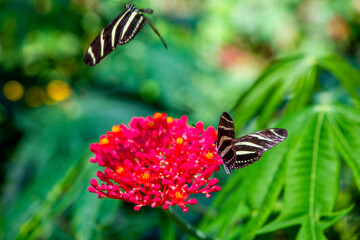 Black and White Stripes Butterflies Landing on a Red Flower and Flying Away to Feed Themselves