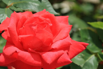 満開の赤いバラ【5月】