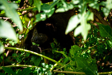 Young Wild Mantled Howler Monkey (Alouatta Palliata) Hiding in the Trees while Eating Papaya Tree Leaves in Ometepe Island, Nicaragua