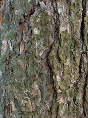 The bark is a woody pine, textured background. 