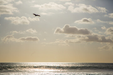 Fototapeta na wymiar Silhouette of a Pelican Flying in a Warm Cloudy Sky at Dusk/Sunset over The Waves on the Ocean