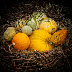 pumpkin