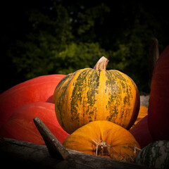 pumpkin